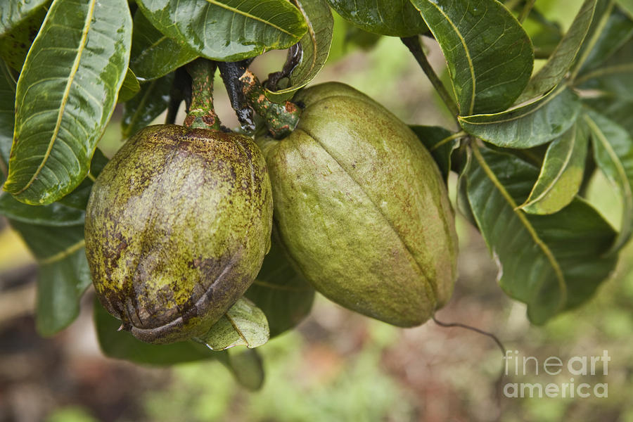 Fruit Photograph - Malabar Chestnuts by Inga Spence
