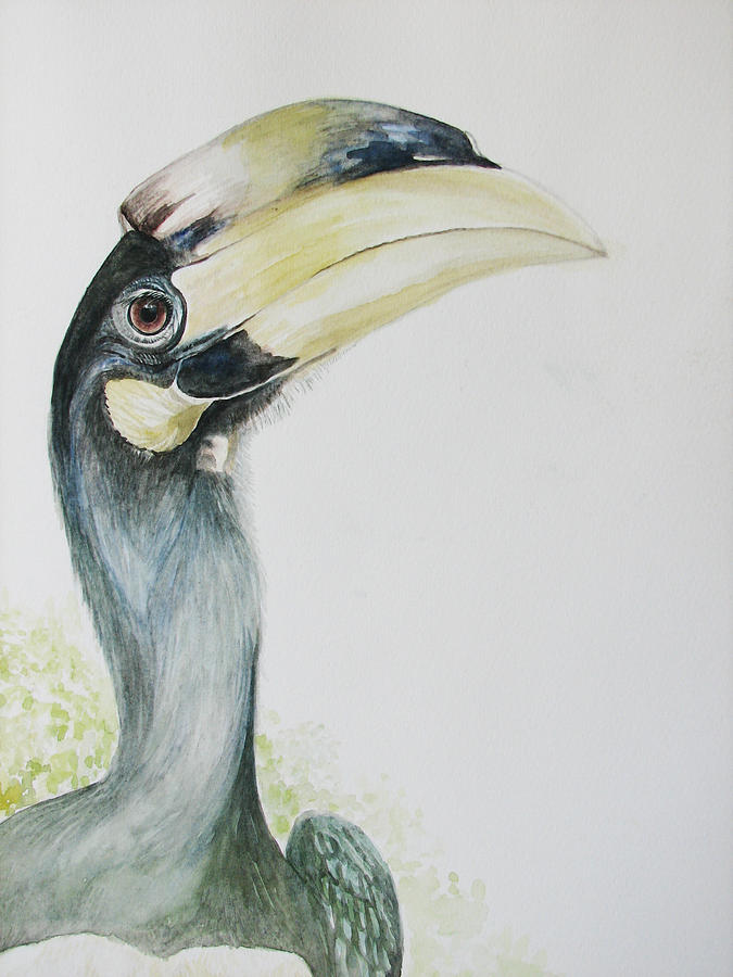 Hornbill Painting - Malabar Pied Hornbill -Juvenile bird by Sasitha Weerasinghe