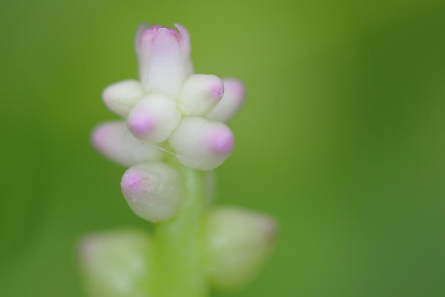 Malabar Spinach Flowers Photograph