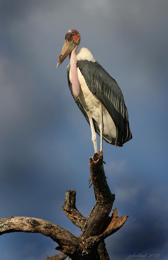 Malabu Stork  Photograph by Joseph G Holland