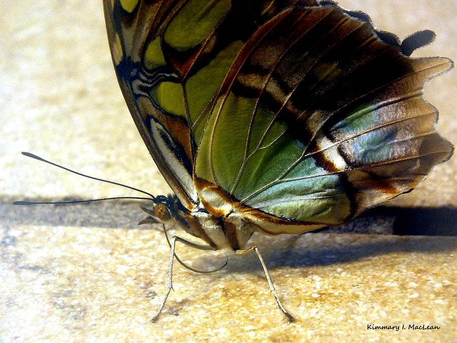 Malachite Butterfly 2 Photograph by Kimmary MacLean