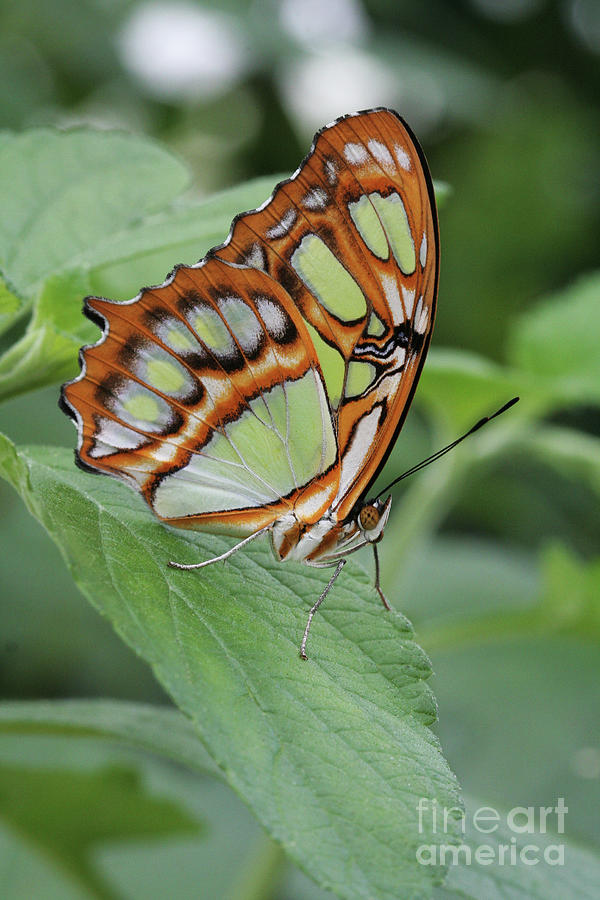 Malachite Butterfly #7 Photograph by Judy Whitton