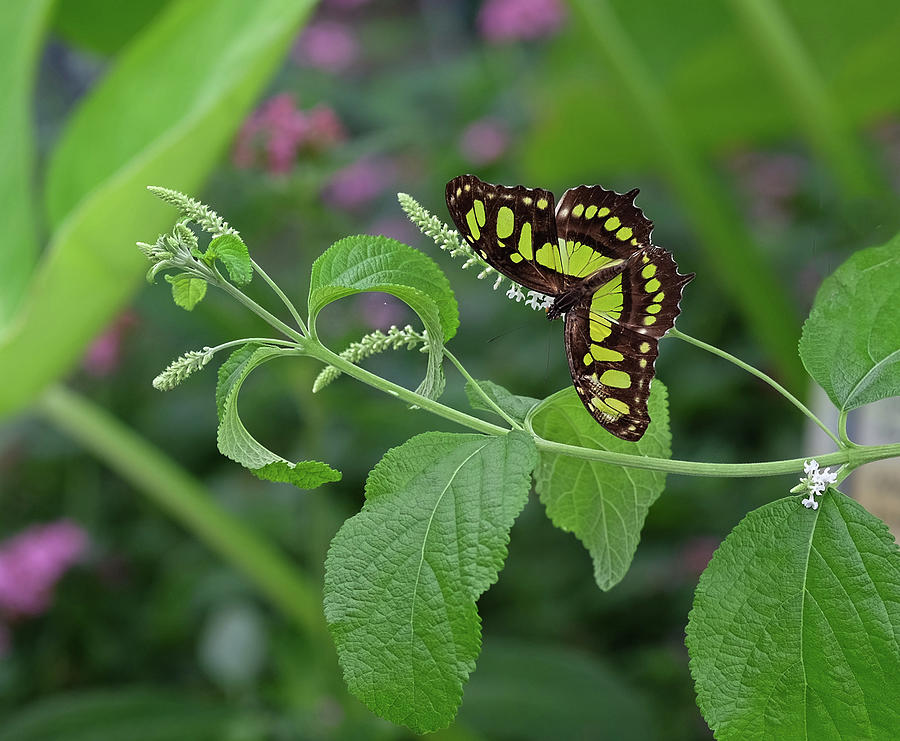 Malachite butterfly beauty Photograph by Ronda Ryan