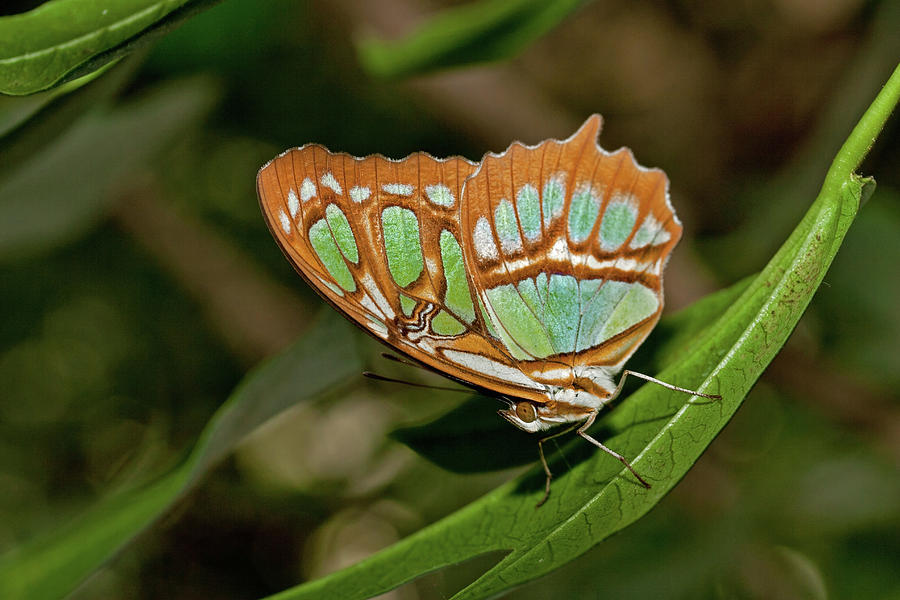 Butterfly Photograph - Malachite butterfly by David Freuthal