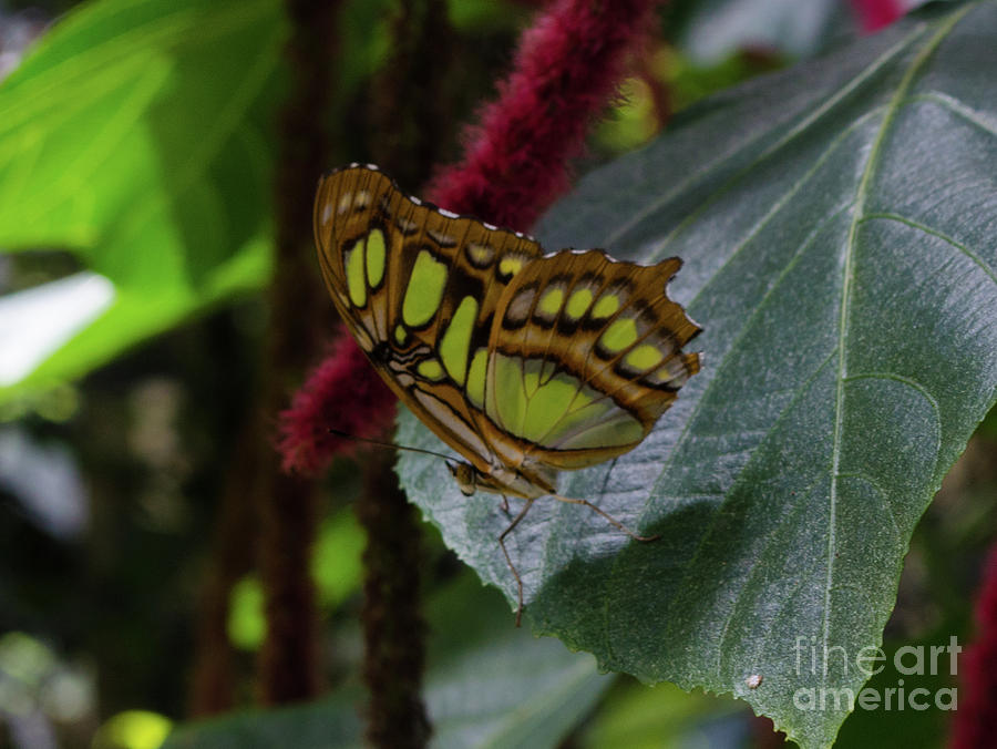 Malachite Butterfly Photograph by Donna Brown