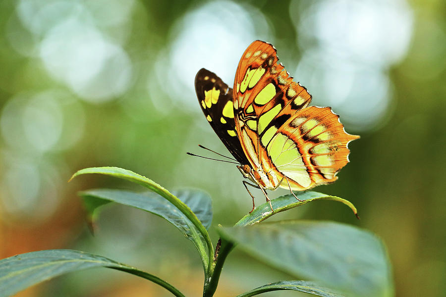 Malachite Butterfly Photograph by Grant Glendinning