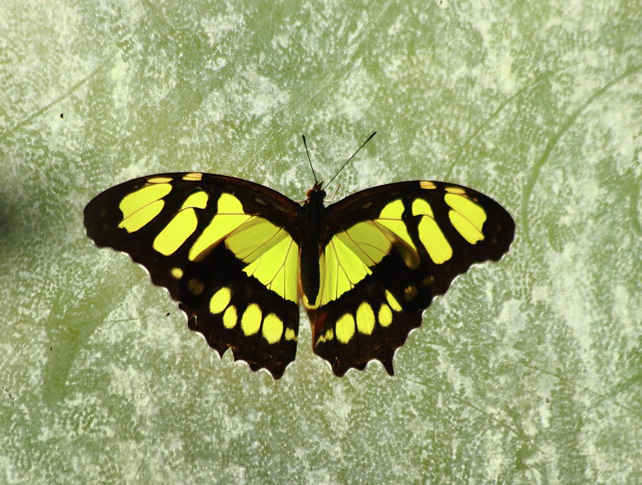 Malachite Butterfly Photograph by Jeff Townsend