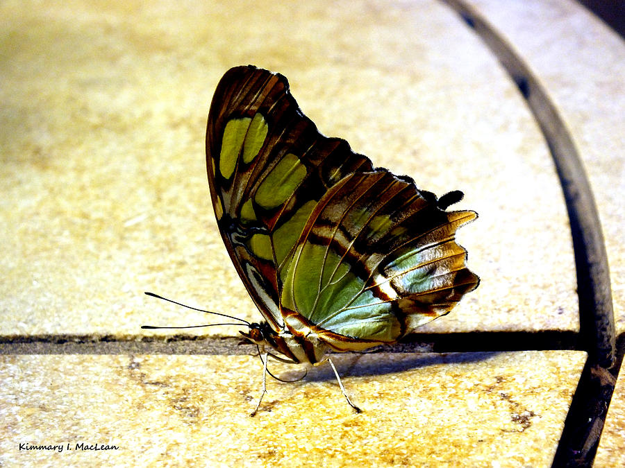 Malachite Butterfly Photograph by Kimmary MacLean