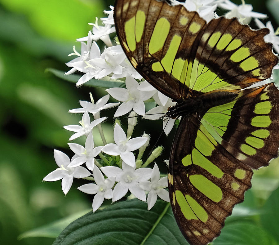 Malachite Butterfly macro shot Photograph by Ronda Ryan