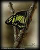 Butterfly Painting - Malachite Butterfly Miniature by Rebecca Latham Butterfly Painting - Malachite Butterfly Miniature by Rebecca Latham