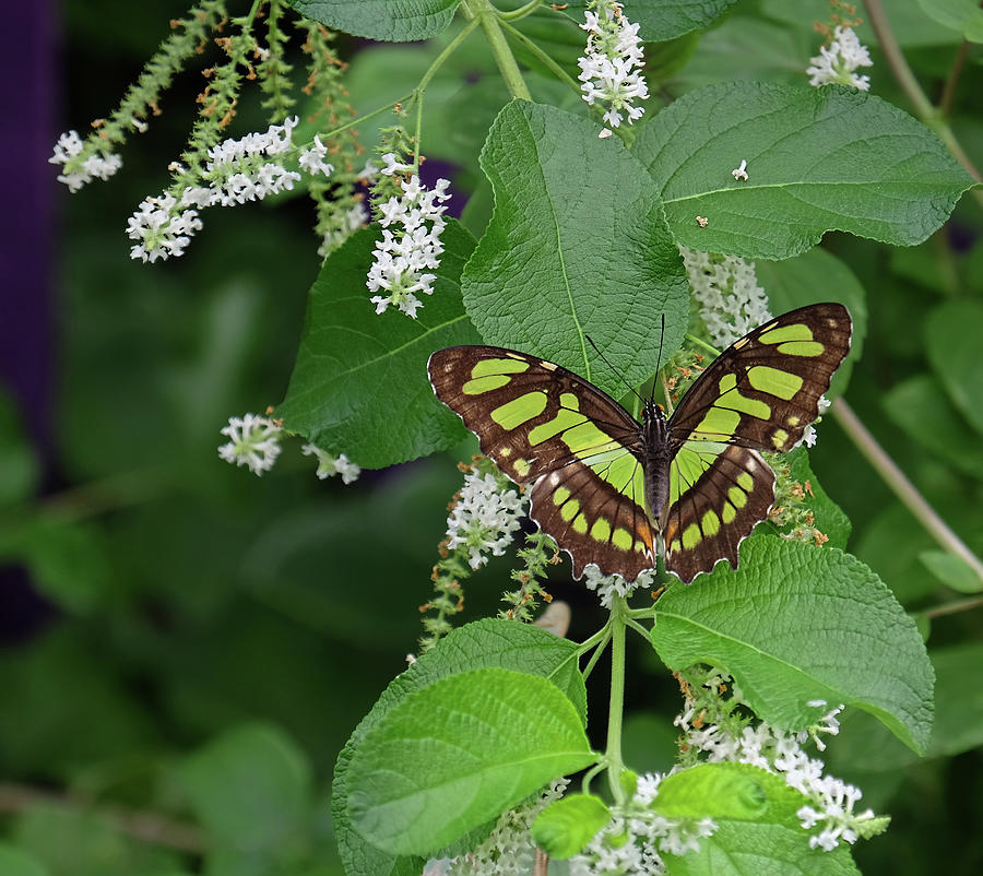 Malachite Butterfly nestled in vanilla Photograph by Ronda Ryan
