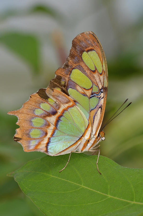 Malachite Butterfly on a Leaf Photograph by Artful Imagery