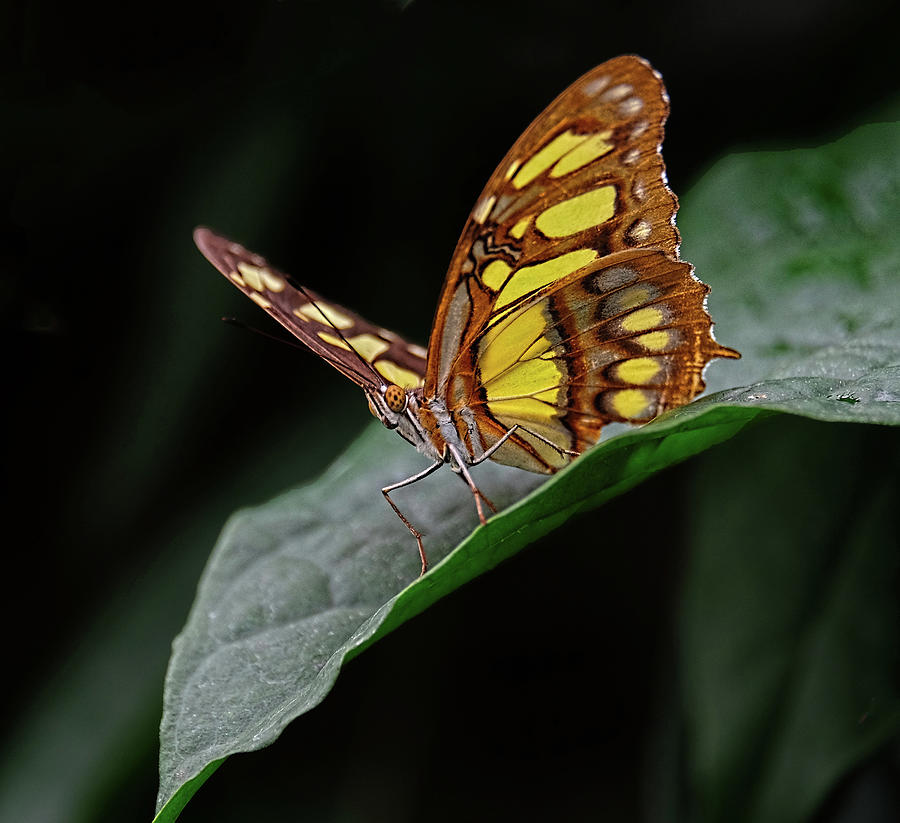 Malachite butterfly Photograph by Ronda Ryan