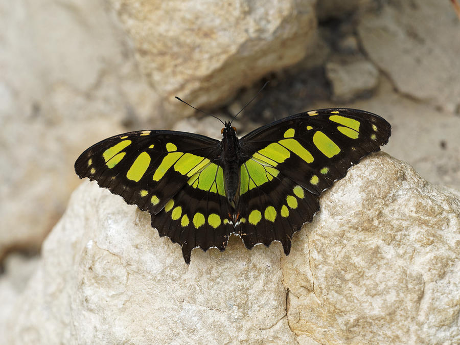 Malachite Butterfly - Siproeta stelenes by Paul Gulliver Malachite Butterfly - Siproeta stelenes by Paul Gulliver