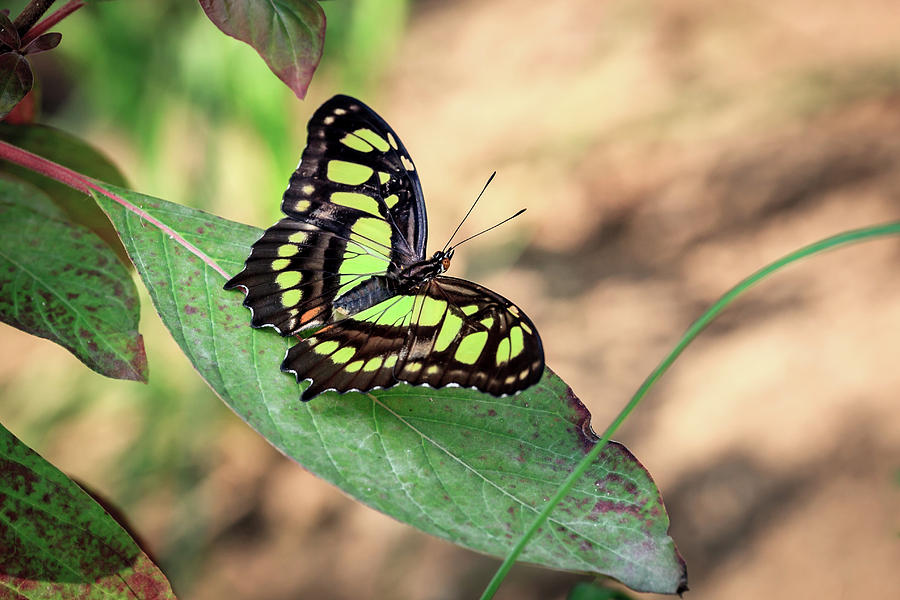 Malachite Butterfly Photograph by Tim Abeln