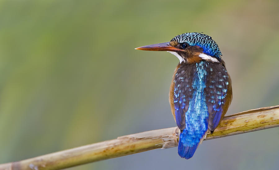 Bird Photograph - Malachite Kingfisher by Basie Van Zyl