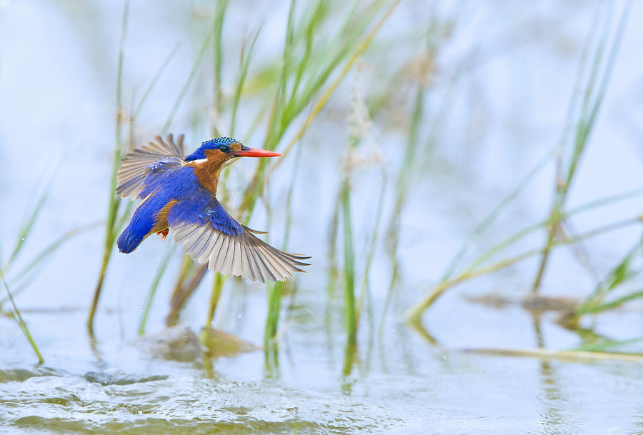 Bird Photograph - Malachite Kingfisher Dive by Basie Van Zyl