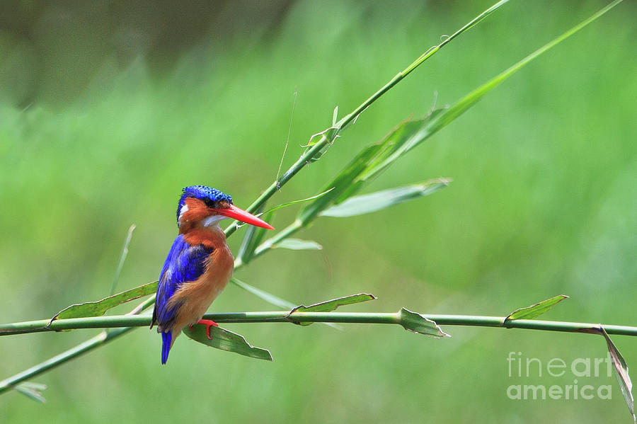 Malachite Kingfisher on Reed Photograph by Jennifer Ludlum