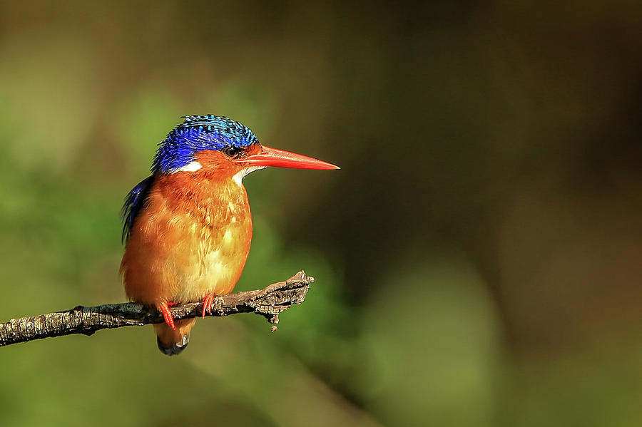 Malachite Kingfisher Photograph by Steven Upton