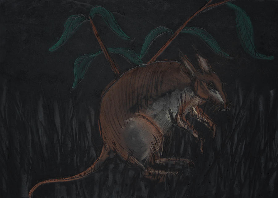 Malagasy Giant Jumping Rat Drawing by Darkest Artist