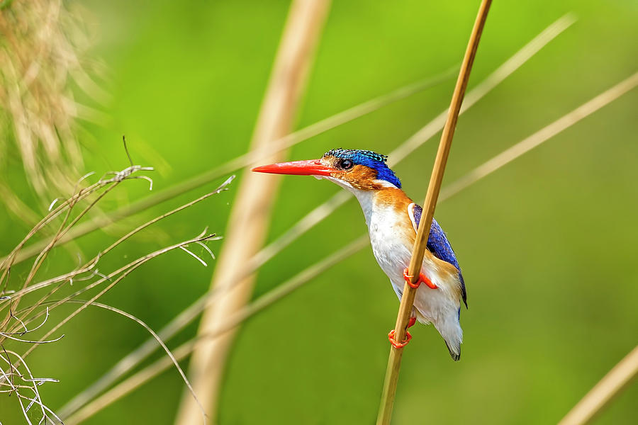 Malachite Kingfisher Photograph by Kay Brewer