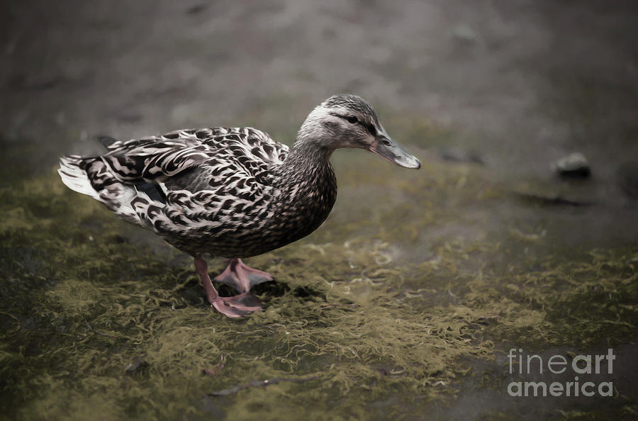 Malard,Duckling Photograph by Sal Ahmed