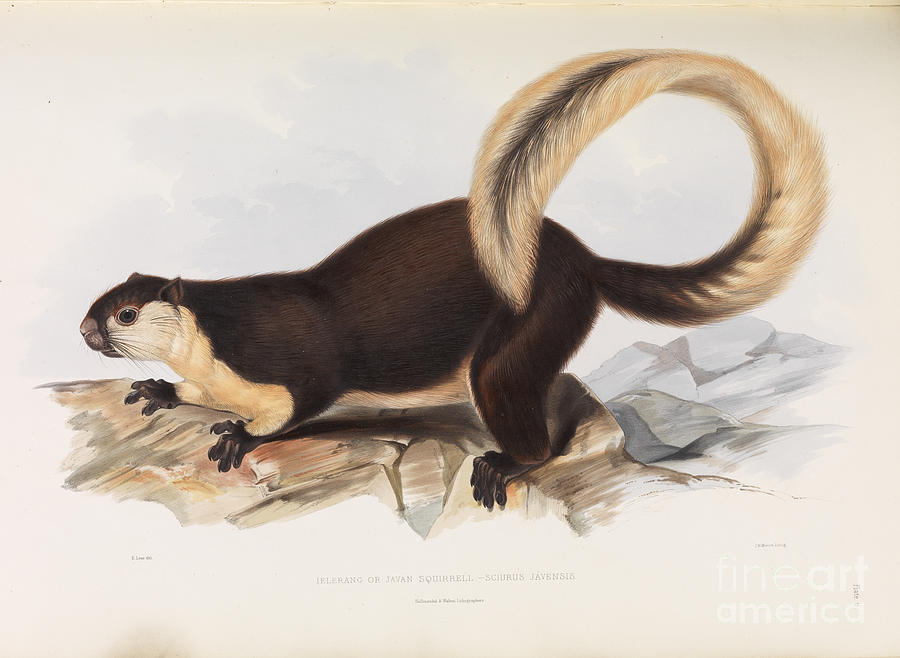 Malayan Giant Squirrel Painting by Celestial Images
