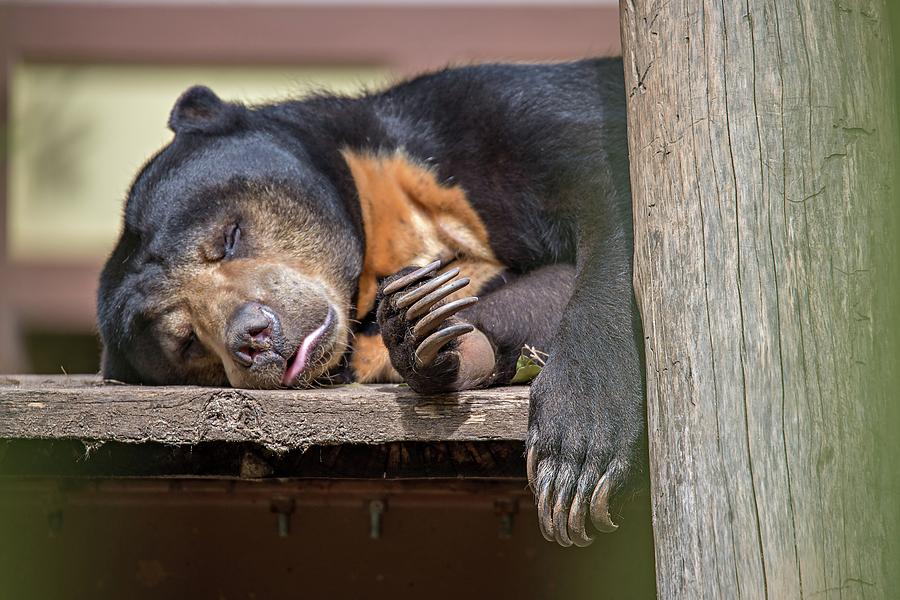 Malayan Sun Bear Or Honey Bearsleeping Photograph by Alex Grichenko