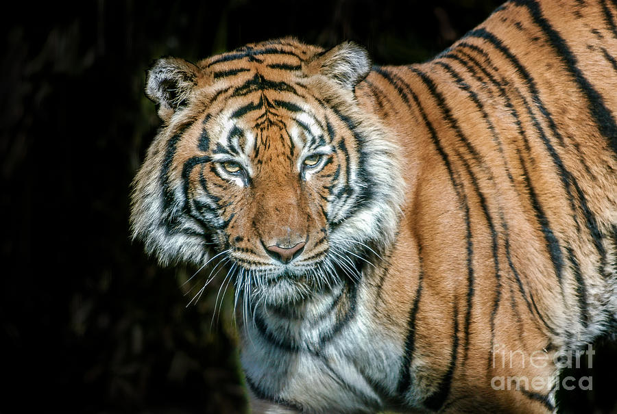 Malayan Tiger Photograph by Al Andersen