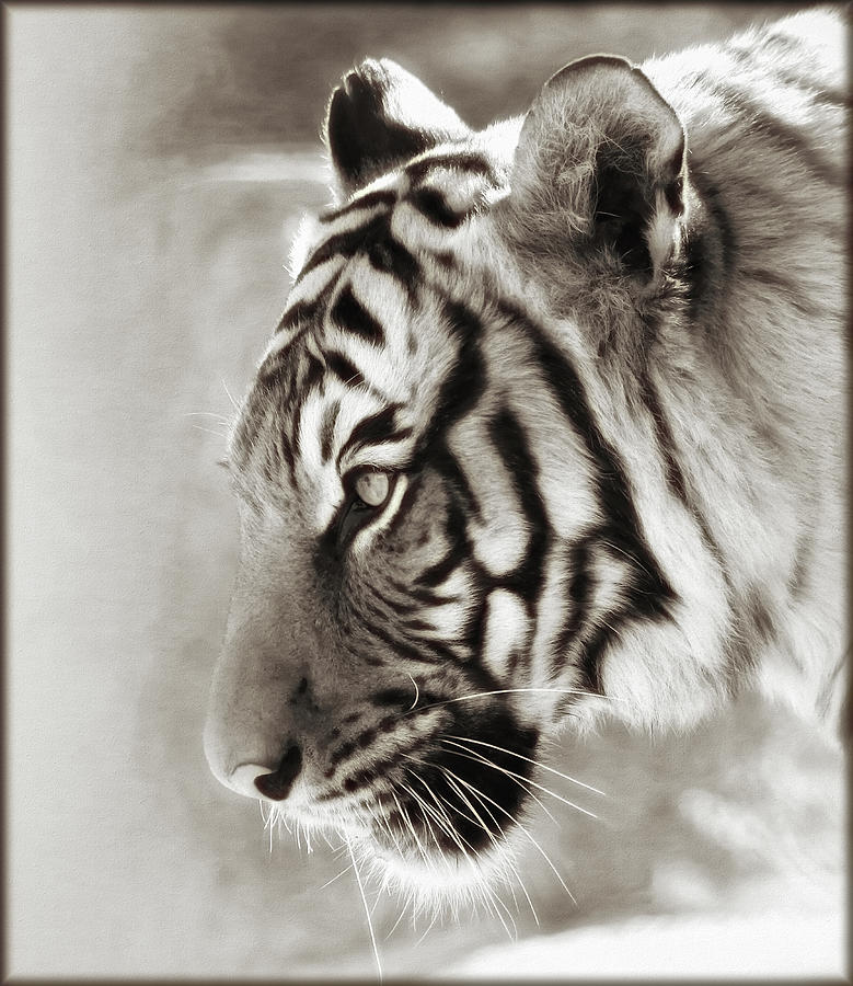 Malayan Tiger Photograph by Elaine Malott