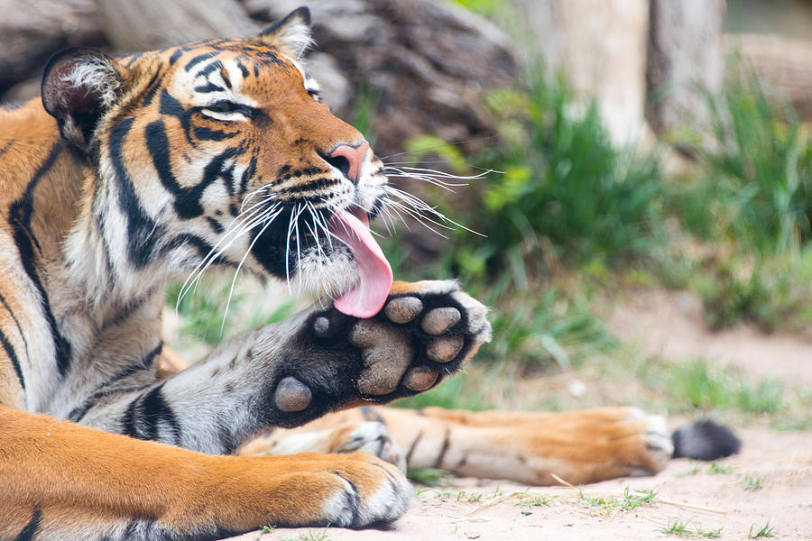 Malayan Tiger Grooming Photograph by SR Green