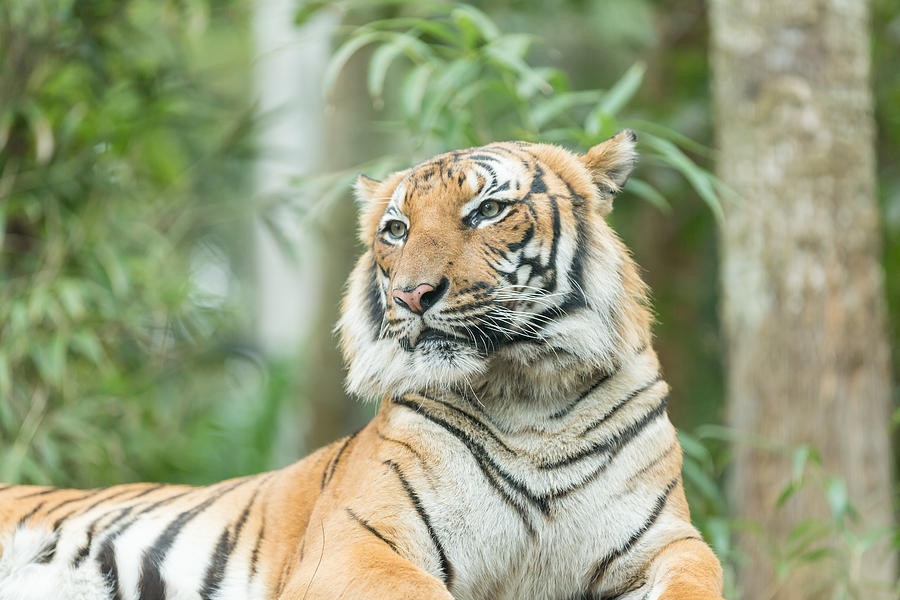 Malayan Tiger Photograph by Josef Pittner