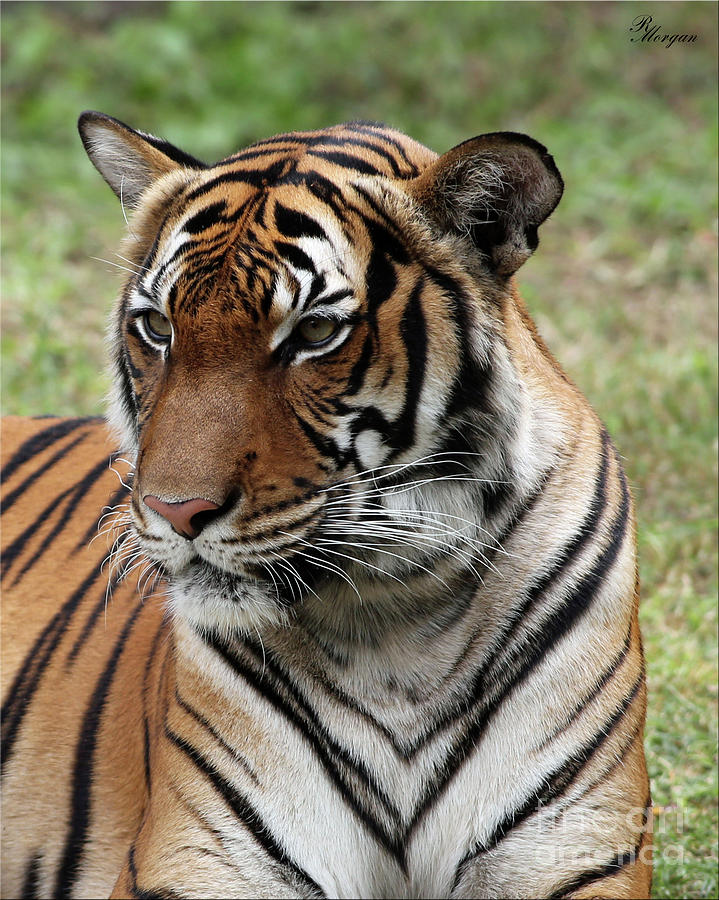 Malayan Tiger Photograph by Rebecca Morgan