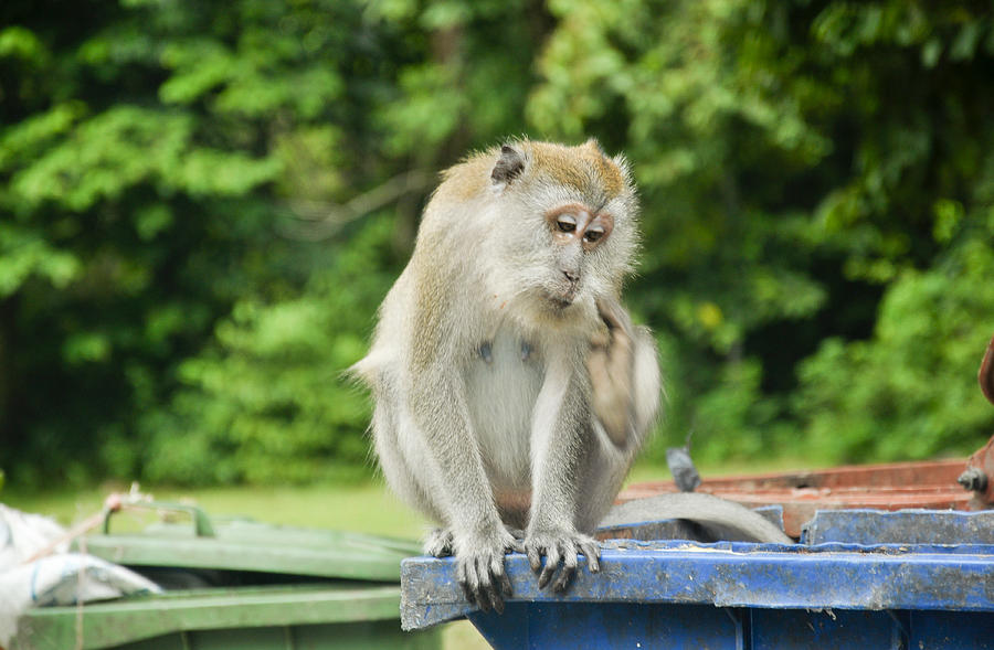 Animal Photograph - Malaysian Monkey by Freepassenger By Ozzy CG