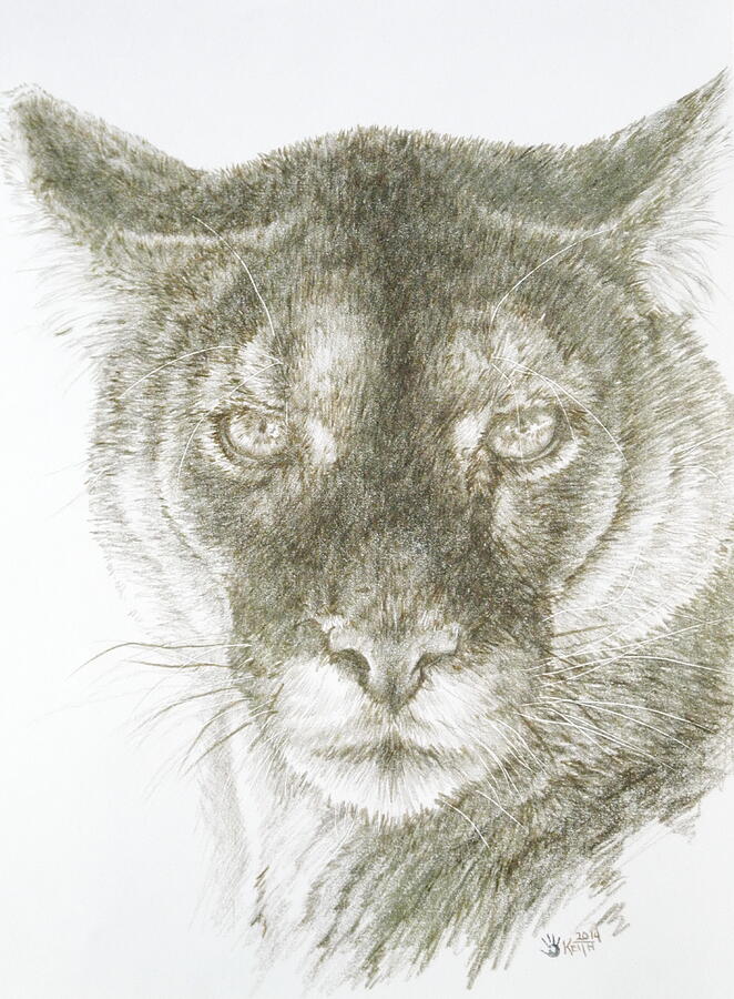 Wildlife Drawing - Malcontent by Barbara Keith