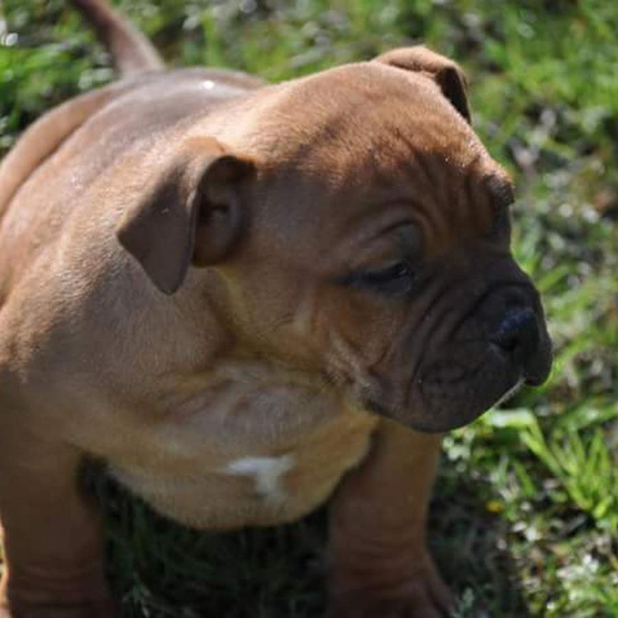 American Bully Puppy Photograph by Gretchen Byars
