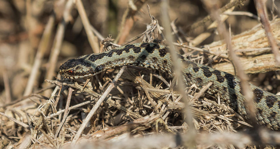 Male Adder Photograph by Wendy Cooper