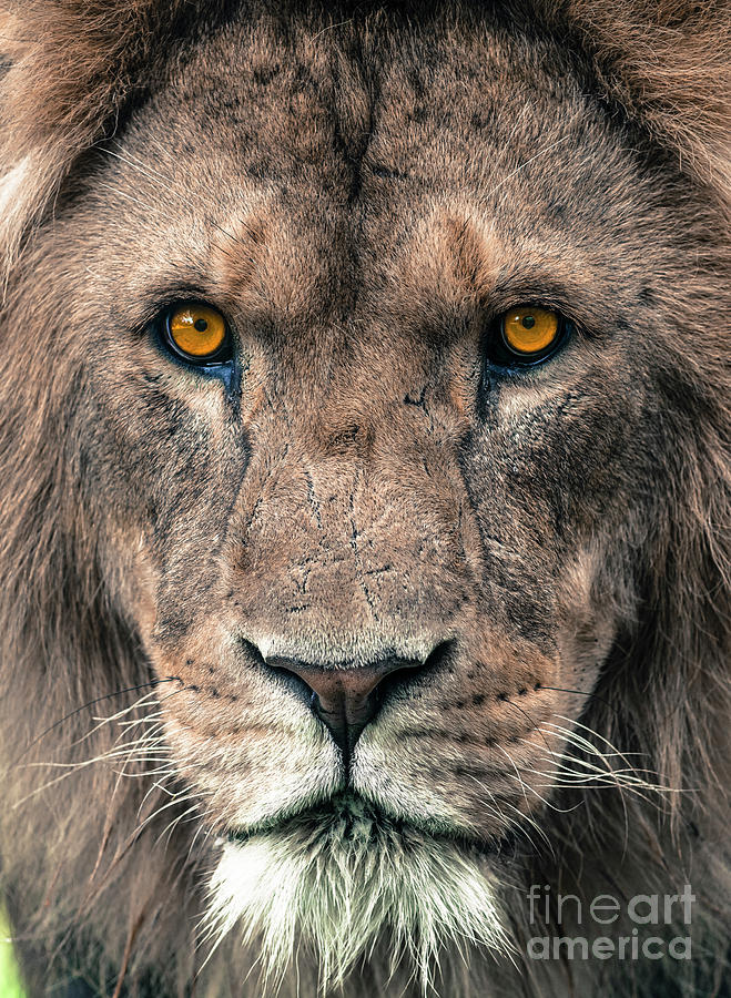 Animal Photograph - Male African Lion by Andrew Michael