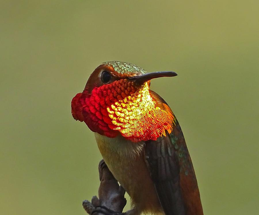 Male Allen's Hummingbird Photograph by Marillyn Meadows Bernstein