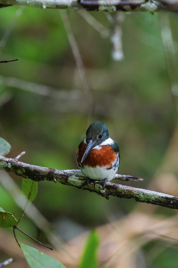 Male Amazon Kingfisher Photograph by John Haldane