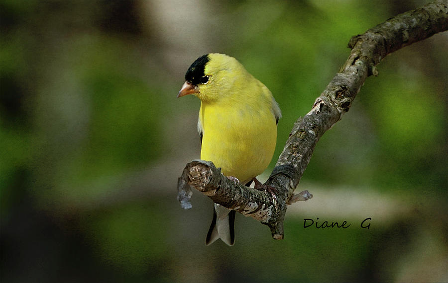 Male American Goldfinch Photograph by Diane Giurco