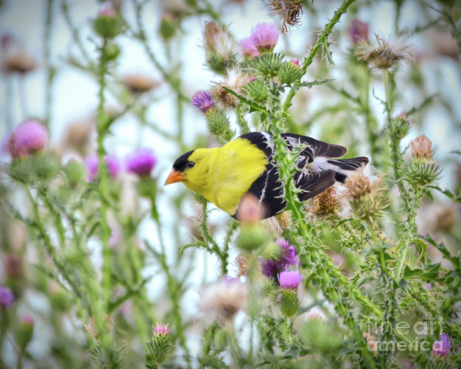 Male American Goldfinch - In the Thistle Photograph by Kerri Farley