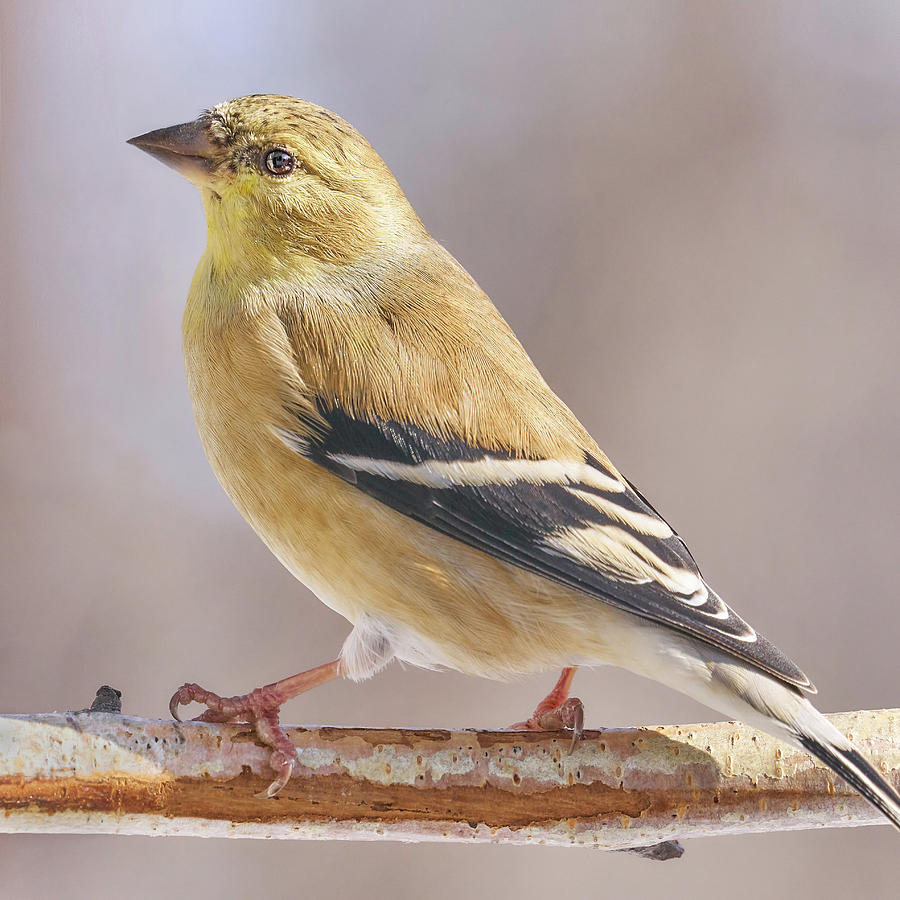 Male American Goldfinch in winter Photograph by Jim Hughes