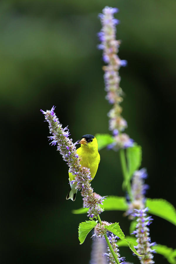 Male American Goldfinch Photograph by Juergen Roth