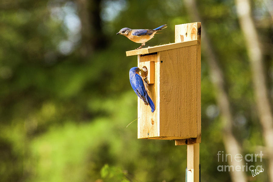Male and Female Bluebirds Photograph by Alana Ranney