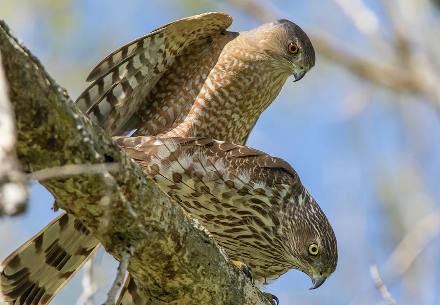 Male and Female Coopers Hawk Photograph by Marc Crumpler