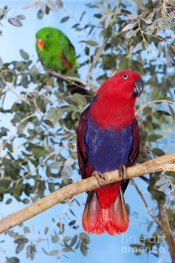 Male And Female Eclectus Parrot Photograph By Gerard Lacz