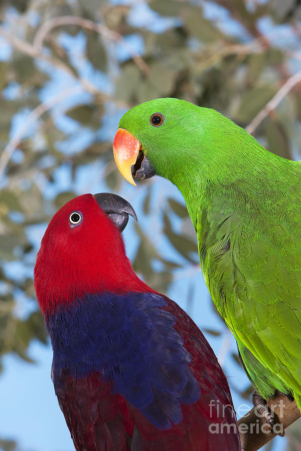 Male And Female Eclectus Parrots Photograph by Gerard Lacz