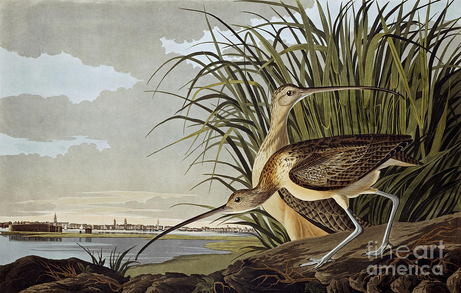 Male And Female Long Billed Curlew Painting by MotionAge Designs