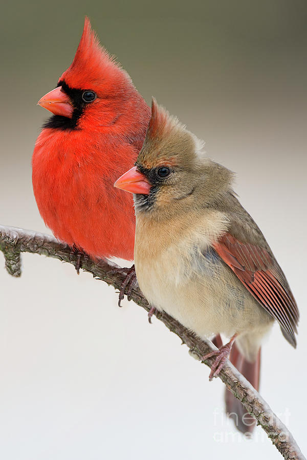Male and Female Northern Cardinals on PIne Branch Photograph by Bonnie Barry